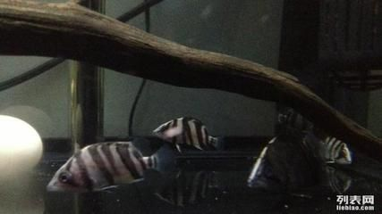 四紋虎魚繁殖后幼魚護理，四紋虎魚繁殖后幼魚的護理方法