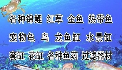 龍魚缸過濾材料怎么放進去，龍魚缸水流方向設計技巧和注意事項和注意事項