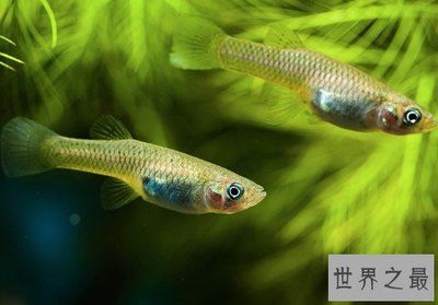 龍魚不吃食物