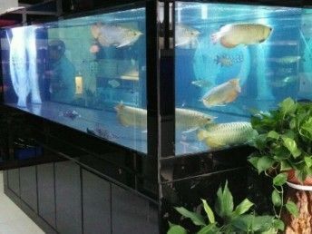 魟魚移缸：關(guān)于魟魚移缸的一些注意事項(xiàng)和處理方法
