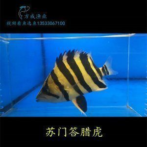 四紋虎魚市場(chǎng)行情分析,四紋虎魚市場(chǎng)行情受多種因素影響四紋虎魚價(jià)格取決于上漲 虎魚百科 第2張 四紋虎魚市場(chǎng)行情分析,四紋虎魚市場(chǎng)行情受多種因素影響四紋虎魚價(jià)格取決于上漲 四紋虎魚市場(chǎng)行情分析,四紋虎魚市場(chǎng)行情受多種因素影響四紋虎魚價(jià)格取決于上漲 虎魚百科 第2張