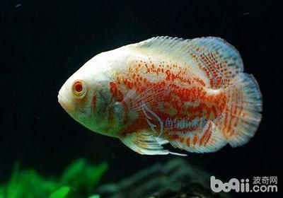 元寶鳳凰魚適宜水溫范圍，元寶鳳凰魚最佳生長水溫，如何穩定元寶鳳凰魚水溫 元寶鳳凰魚適宜水溫范圍，元寶鳳凰魚最佳生長水溫，如何穩定元寶鳳凰魚水溫 元寶鳳凰魚百科 第4張