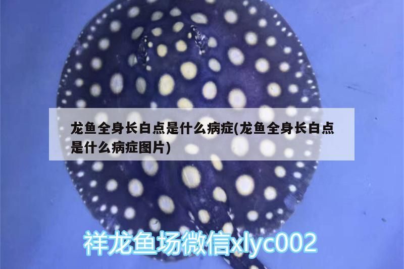 龍魚全身長白點是什么病癥(龍魚全身長白點是什么病癥圖片)