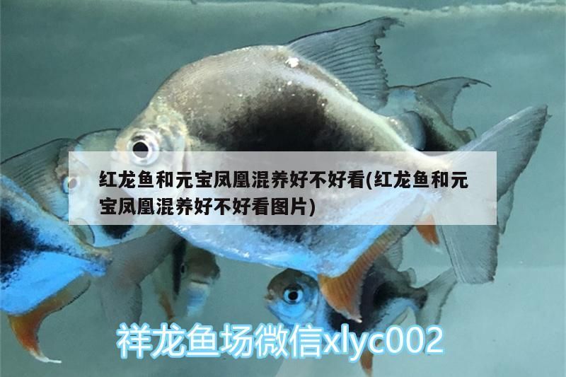 紅龍魚和元寶鳳凰混養好不好看(紅龍魚和元寶鳳凰混養好不好看圖片) 紅龍魚和元寶鳳凰混養好不好看(紅龍魚和元寶鳳凰混養好不好看圖片) 元寶鳳凰魚百科 第3張