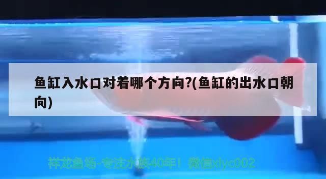 魚缸入水口對著哪個方向?(魚缸的出水口朝向) 魚缸入水口對著哪個方向?(魚缸的出水口朝向) 元寶鳳凰魚百科 第3張