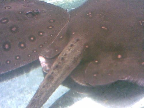 魟魚咬人：\"魟魚咬人案例報道：[需手動填充]魚可能會咬人