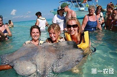 魟魚咬人：\"魟魚咬人案例報道：[需手動填充]魚可能會咬人