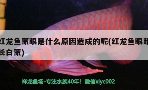 薩伊藍六間魚魚缸背景選擇 薩伊藍六間魚怎么繁殖