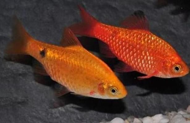 元寶鳳凰魚繁殖期飲食調(diào)整，元寶鳳凰魚繁殖期水質(zhì)管理技巧元寶鳳凰魚繁殖期水溫控制方法