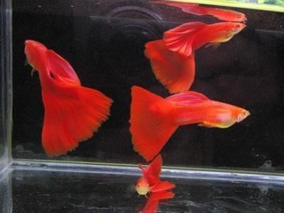 元寶鳳凰魚繁殖期飲食調(diào)整，元寶鳳凰魚繁殖期水質(zhì)管理技巧元寶鳳凰魚繁殖期水溫控制方法