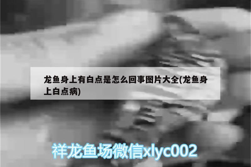 龍魚身上有白點是怎么回事圖片大全(龍魚身上白點病)