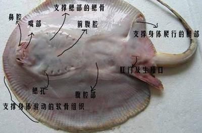 魟魚喂食技巧圖解視頻：魟魚喂食技巧圖解 魟魚喂食技巧圖解視頻：魟魚喂食技巧圖解 魟魚百科 第1張