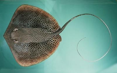 白子魟魚眼睛：白子魟魚的眼睛是其顯著特征之一，白子魟魚的眼睛是紅色的
