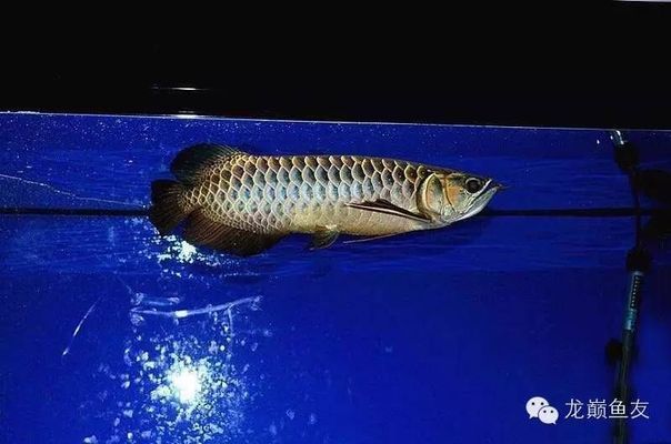 金龍魚(yú)魚(yú)缸大小對(duì)比圖高清，金龍魚(yú)魚(yú)缸大小對(duì)比圖