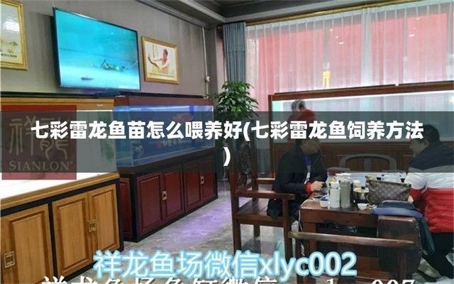 元寶鳳凰魚怎么繁殖的呢圖片：元寶鳳凰魚繁殖周期及注意事項元寶鳳凰魚繁殖周期及注意事項 元寶鳳凰魚怎么繁殖的呢圖片：元寶鳳凰魚繁殖周期及注意事項元寶鳳凰魚繁殖周期及注意事項 元寶鳳凰魚百科 第6張
