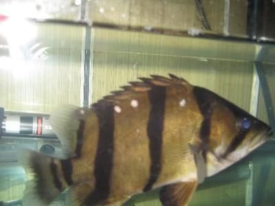 虎紋銀板魚活餌料的捕食訓練，虎紋銀板魚活餌料訓練失敗原因虎紋銀板魚活餌料訓練失敗原因