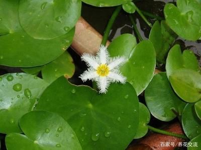 家里養的龍魚死了埋哪里