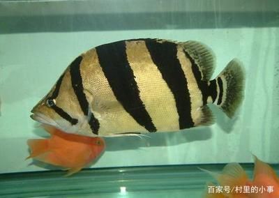 泰國虎魚繁殖技術突破，泰國虎魚繁殖成功案例分享泰國虎魚繁殖成功案例分享