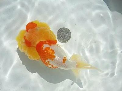 元寶鳳凰魚的壽命是多久啊：元寶鳳凰魚的壽命受到多種因素影響元寶鳳凰魚壽命的秘訣