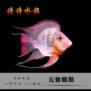 元寶鳳凰魚可以繁殖嗎圖片欣賞：元寶鳳凰魚的繁殖過程需要注意以下幾個方面的管理