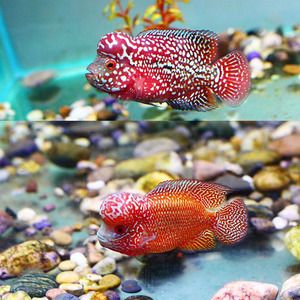 最稀有的雷龍魚品種排名圖片：探秘雷龍魚世界，最稀有品種排名大揭秘