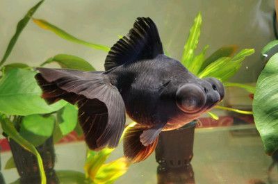 魚(yú)缸一星期換一次水可以嗎，夏季魚(yú)缸換水頻率高密度養(yǎng)魚(yú)換水技巧魚(yú)缸換水溫差控制方法