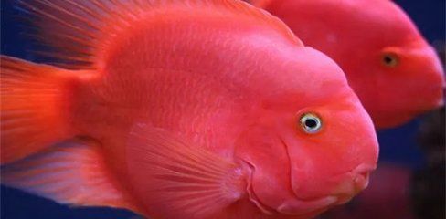 魚(yú)缸一星期換一次水可以嗎，夏季魚(yú)缸換水頻率高密度養(yǎng)魚(yú)換水技巧魚(yú)缸換水溫差控制方法