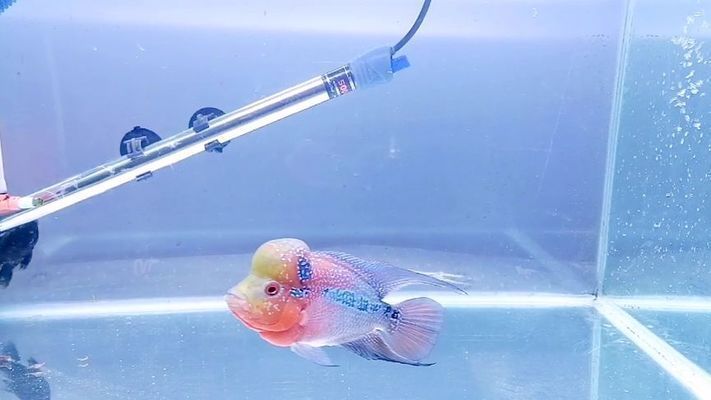 魟魚顏色變深：魟魚的顏色變深的原因