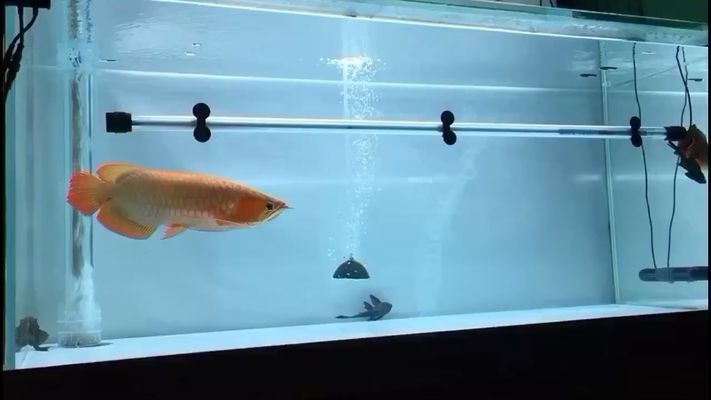 泰龐海鰱魚的生態習性，關于泰龐海鰱魚的一些生態習性