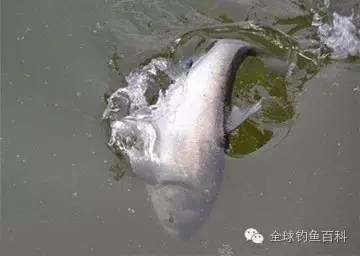 泰龐海鰱魚的生態(tài)習(xí)性，關(guān)于泰龐海鰱魚的一些生態(tài)習(xí)性
