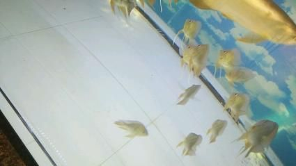 元寶鳳凰魚飼料自制方法，元寶鳳凰魚飼料保存技巧 元寶鳳凰魚飼料自制方法，元寶鳳凰魚飼料保存技巧 元寶鳳凰魚百科 第4張