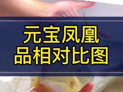 元寶鳳凰魚飼料自制方法，元寶鳳凰魚飼料保存技巧 元寶鳳凰魚飼料自制方法，元寶鳳凰魚飼料保存技巧 元寶鳳凰魚百科 第5張