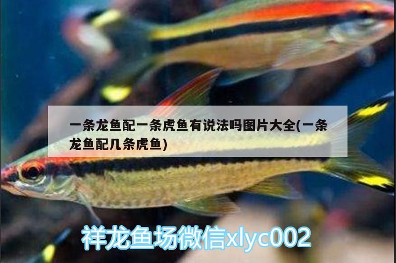 一條龍魚配一條虎魚有說法嗎圖片大全(一條龍魚配幾條虎魚)