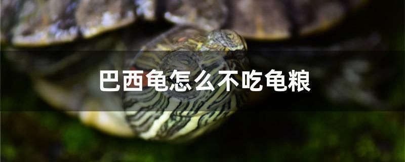 巴西龜怎么不吃龜糧