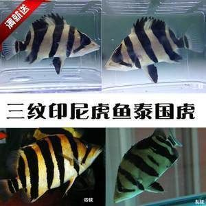 黃金河虎魚市場價格波動原因，黃金河虎魚市場分析