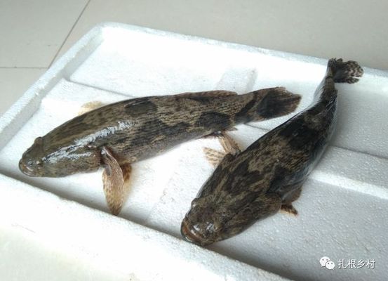 泰國(guó)虎魚人工繁殖成本控制，泰國(guó)虎魚人工繁殖成本控制案例，泰國(guó)虎魚繁殖成本控制案例