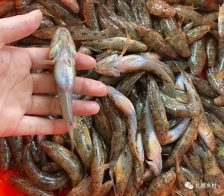 泰國(guó)虎魚人工繁殖成本控制，泰國(guó)虎魚人工繁殖成本控制案例，泰國(guó)虎魚繁殖成本控制案例
