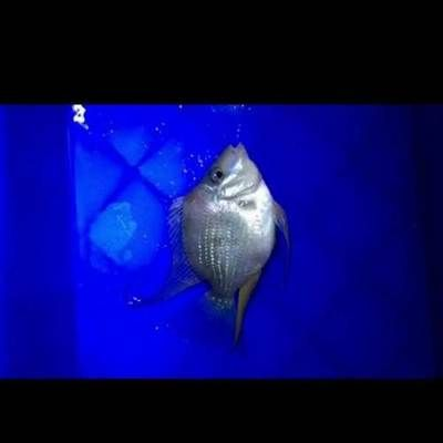 魟魚不愛吃食：當(dāng)魟魚表現(xiàn)出不愛吃食的行為時(shí)，可能是由于多種原因引起的