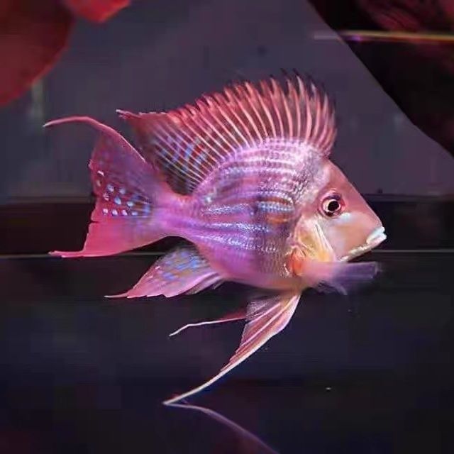 元寶鳳凰魚最佳混養(yǎng)伙伴：元寶鳳凰魚的最佳混養(yǎng)伙伴
