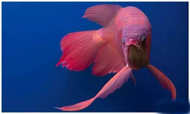 元寶鳳凰魚最佳混養(yǎng)伙伴：元寶鳳凰魚的最佳混養(yǎng)伙伴