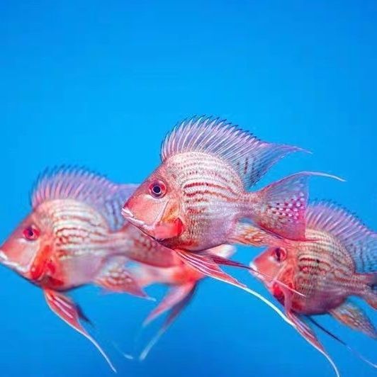 元寶鳳凰魚最佳混養(yǎng)伙伴：元寶鳳凰魚的最佳混養(yǎng)伙伴