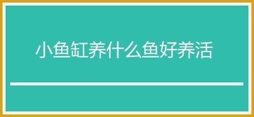 桌面魚缸適合養什么魚好，桌面魚缸養魚水質維護方法