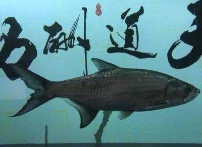泰龐海鰱混養常見問題，泰龐海鰱與虎魚混養飼料選擇要點泰龐海鰱與虎魚混養指南