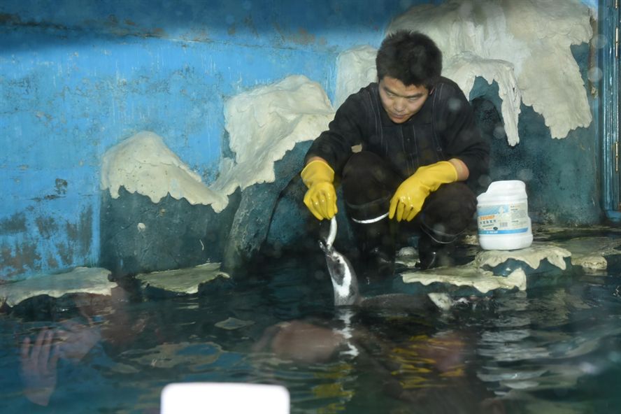 沈陽進口元寶鳳凰魚，元寶鳳凰魚的飼養技巧