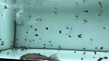 元寶鳳凰魚(yú)混養(yǎng)水質(zhì)調(diào)控：元寶鳳凰魚(yú)水質(zhì)調(diào)控方法