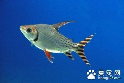 紅頭利魚細菌性敗血癥預防，如何提高魚類免疫力