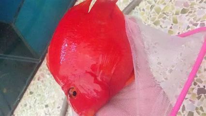 金龍魚跟元寶鳳凰混養怎么樣啊視頻：金龍魚與元寶鳳凰混養怎么樣金龍魚與元寶鳳凰混養效果