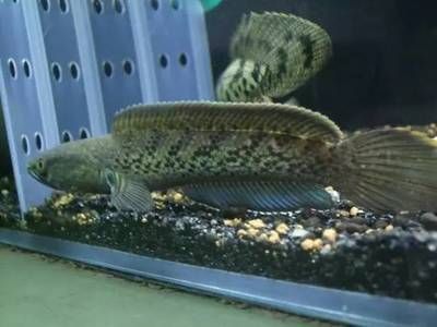 雷龍魚可以和魟魚混養嗎：雷龍魚可以和魟魚混養嗎，