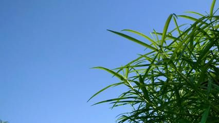 蘇虎苗適宜水溫調(diào)控技巧，蘇虎苗水溫調(diào)控技巧