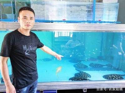魟魚養殖場視頻：關于魟魚養殖場的視頻